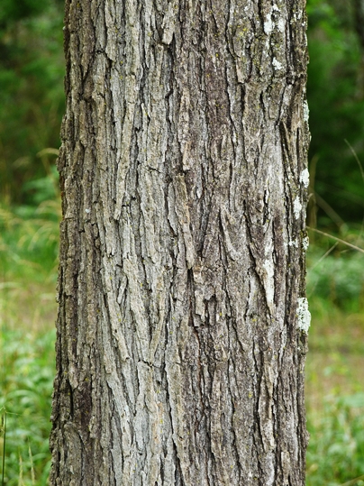 {Ulmus rubra}